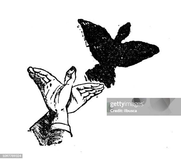 1,192 Hand Shadow Animal Photos and Premium High Res Pictures - Getty Images 1,192 Hand Shadow Animal Photos and Premium High Res Pictures - Getty Images