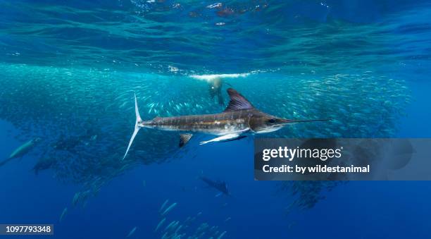 striped marlin and california sea lions hunting mackerel, magdalena bay, baja california sur, mexico. - marlin stock-fotos und bilder