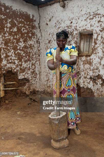 Woman grinding cassava with a post and wooden pot to create Cassava flour to be used in baking. Rwanda.