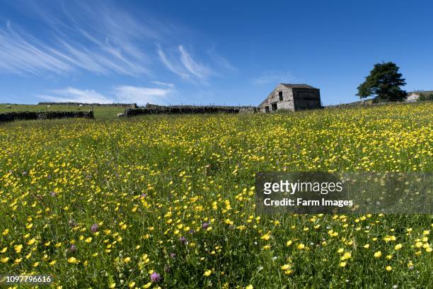 Traditional wildflower hay meadow in full bloom in Hawes, Wensleydale, North Yorkshire, UK.