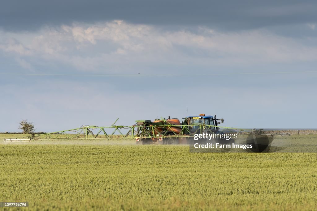Farmer spraying wheat crop with a herbicide on a summers evening