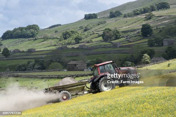 Spreading lime on an Dales dillower meadow to increase the soils fertility. Yorkshire Dales, UK.