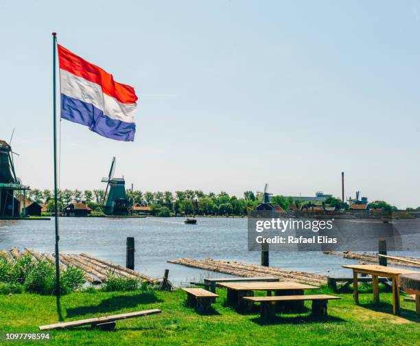 dutch flag a park, windmills in the background - albero maestro foto e immagini stock