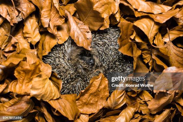 hedgehog in hibernation (erinaceus europaeus), bavaria, germany - hibernation stock pictures, royalty-free photos & images