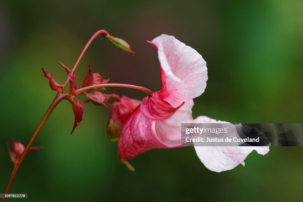 Himalayan balsam (Impatiens glandulifera), flower, Schleswig-Holstein, Germany