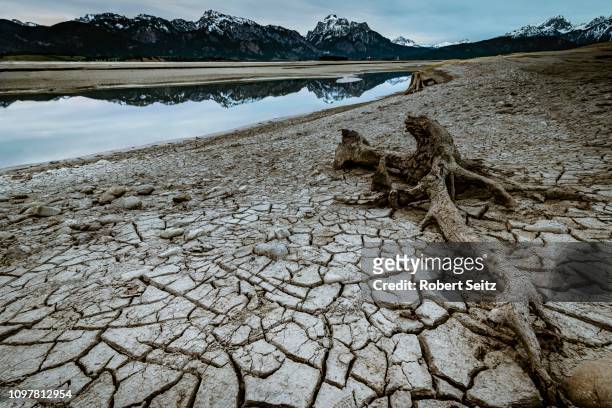 tree root on dried out soil with small water area and allgaeu alps in the background, forggensee, fuessen, ostallgaeu, bavaria, germany - tree chipping stock pictures, royalty-free photos & images
