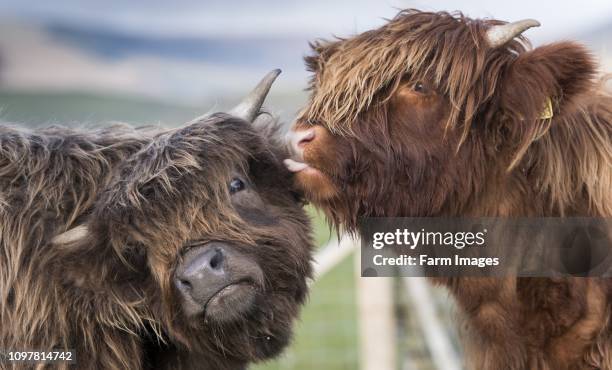 Pair of young Highland cattle grooming each other.