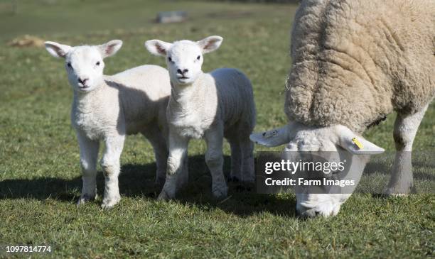 Texel ewe with lambs in a pasture, North Yorkshire, UK.