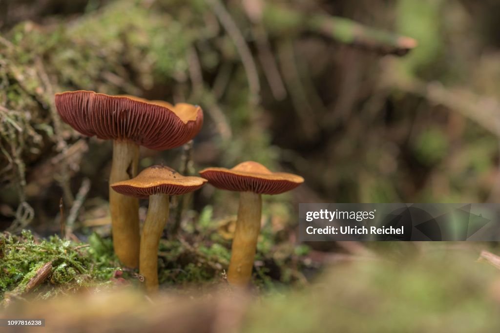 Cortinarius semisanguineus (Cortinarius semisanguineus), Eastern Thuringia, Germany