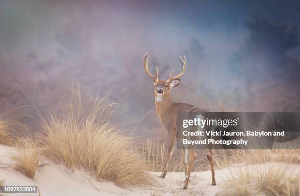 beautiful buck deer looking back in gorgeous setting at fire island national seashore - white tailed deer stock-fotos und bilder