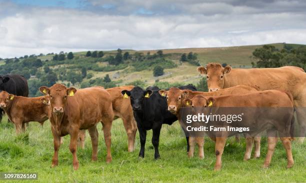 Herd of commercial beef suckler cattle with Limousin sired calves in the Yorkshire Dales, UK.