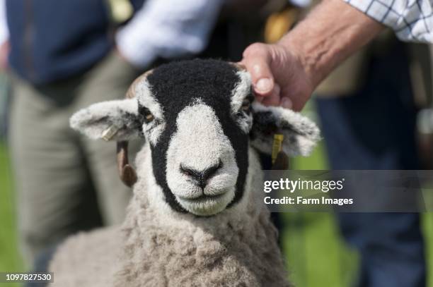 Farmer showing a Swaledale ewe at an agricultural show, Cumbria, UK.