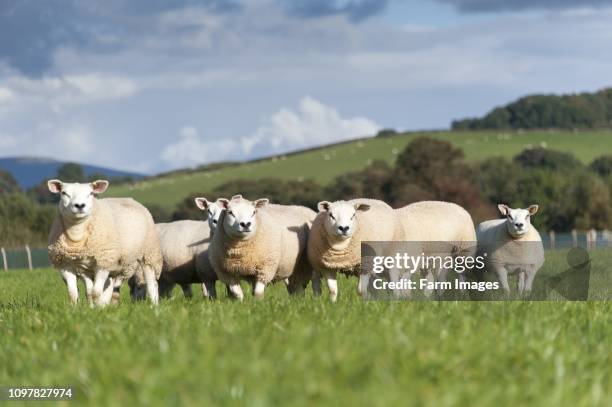 Texel ewe lambs around 7 month old out in fresh pasture, north Lancashire, UK.