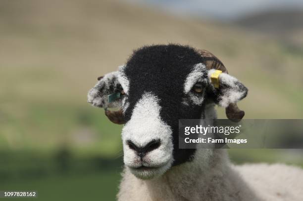 Close up of a swaledale ewes face, a horned uland breed from the north of England.