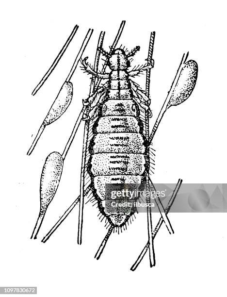 Draw Lice 63 Lice Drawing High Res Illustrations - Getty Images