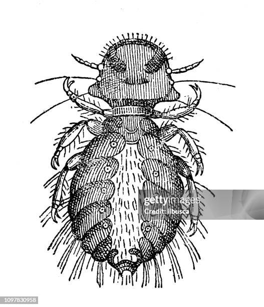 Draw Lice 63 Lice Drawing High Res Illustrations - Getty Images