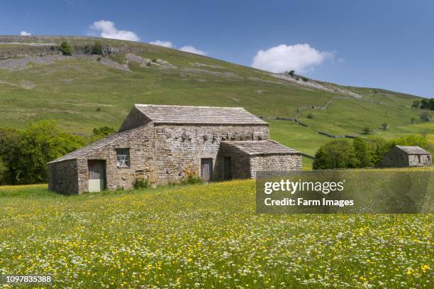 Stone barns in wildflower meadows, early summer, in Swaledale, near Muker, Yorkshire Dales National Park, UK.