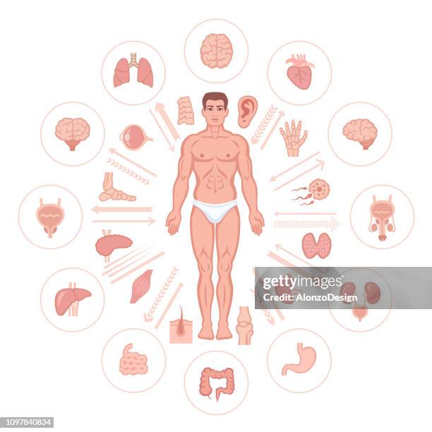 Body Pictures Example Body Presentation Photos and Premium High Res Pictures - Getty Images