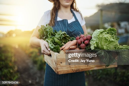 Autumn harvest Autumn harvest