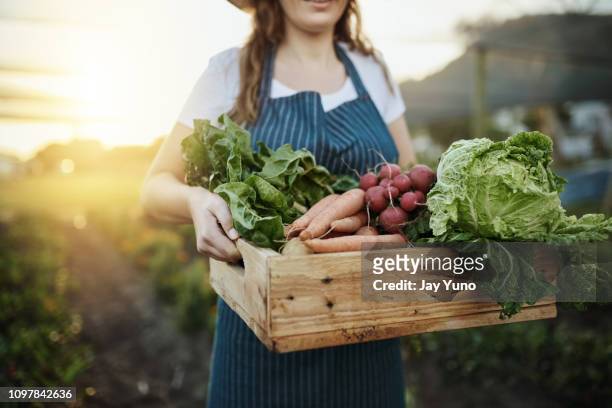 autumn harvest - vegetable stock pictures, royalty-free photos & images