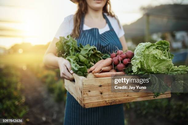 höstens skörd - organic bildbanksfoton och bilder