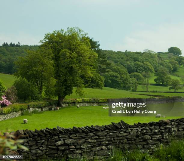 green pasture with sheep and fins stone wall in rural england - lyn holly coorg stockfoto's en -beelden