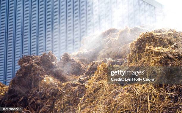 steaming pile of hay and cow manure in cowshed - animal dung stock pictures, royalty-free photos & images