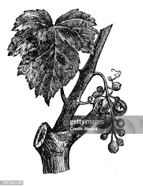 antique old french engraving illustration: grapes - grape vine botanical drawing stock illustrations
