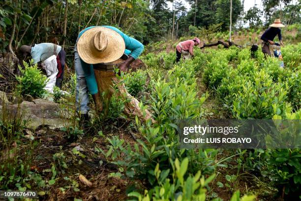 Venezuelan migrants working as "Raspachines" , works at a coca plantation in the Catatumbo region, Norte de Santander Department, in Colombia, on...