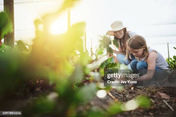 hard at work on the land - sustainable lifestyle family stock pictures, royalty-free photos & images