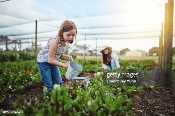 biologische gaan - potager stockfoto's en -beelden