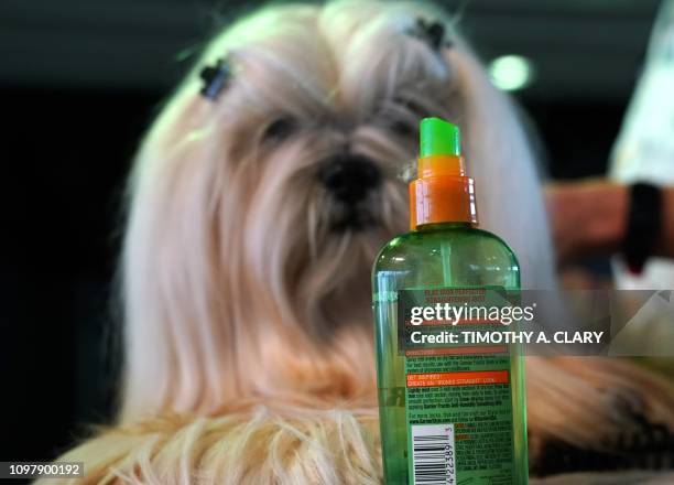 Lhasa Apsos sits in the benching area during the Daytime Session in the Breed Judging across the Hound, Toy, Non-Sporting and Herding groups at the...