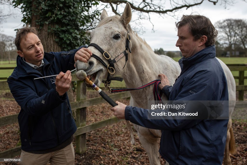 Horse Swabbed For Equine Flu At Newmarket Equine Hospital