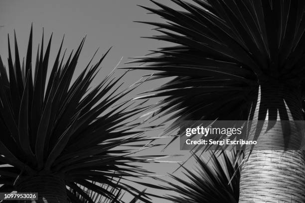 dracaena draco, the canary islands dragon tree or drago - dragon tree stock pictures, royalty-free photos & images