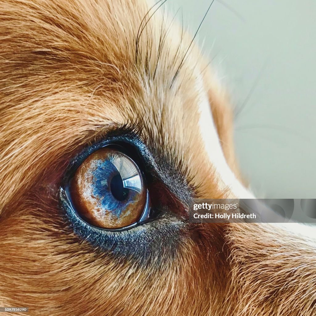 Filtered Macro of corgi dog eye