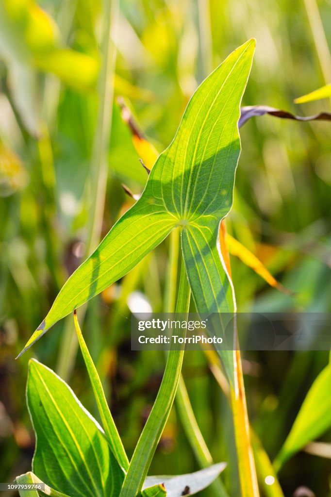Green leaves wit arrowhead shape of aquatic plants at sunny day