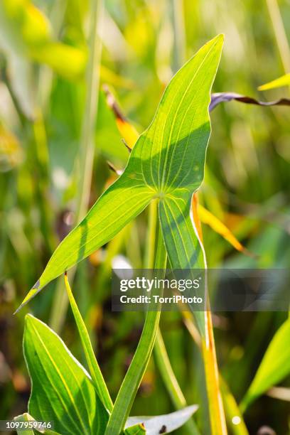 green leaves wit arrowhead shape of aquatic plants at sunny day - sagittaria aquatic plant stock pictures, royalty-free photos & images