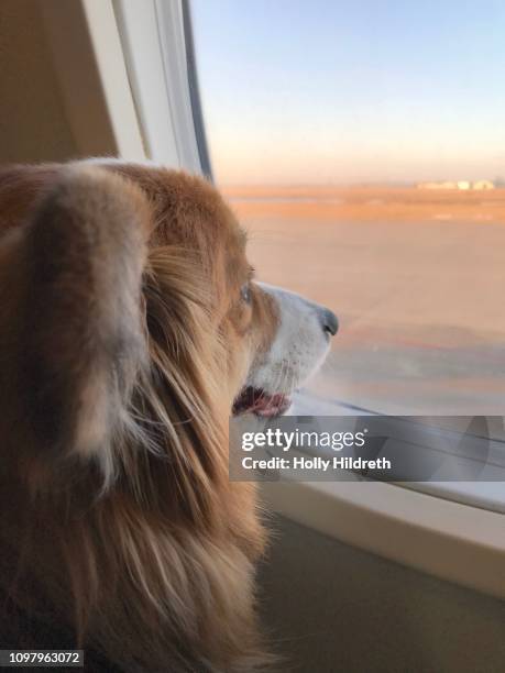 esa dog on a plane - animals on plane bildbanksfoton och bilder