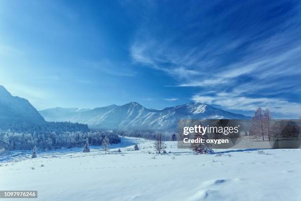 winter snow mountain hills with spruce near katun river - route sapin neige photos et images de collection