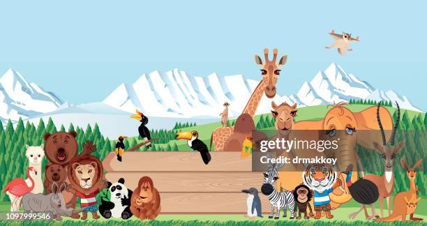 animals - african penguin stock illustrations