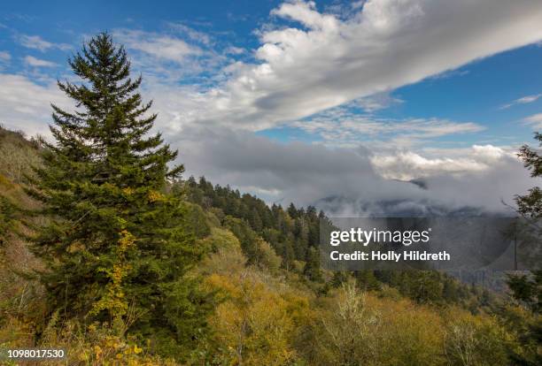 great smoky mountains at clingman's dome - clingman's dome - fotografias e filmes do acervo