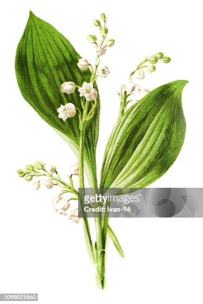 lily of the valley - botany stock illustrations