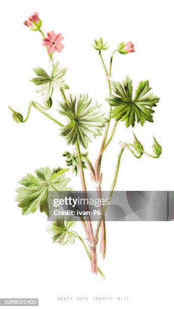 324点のゼラニウムイラスト素材 Getty Images 324点のゼラニウムイラスト素材 Getty Images