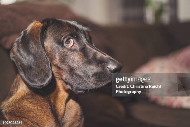 dog looking guilty - messy dog stockfoto's en -beelden