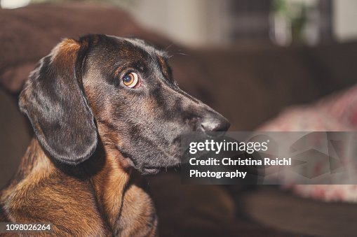 Dog looking guilty Dog looking guilty