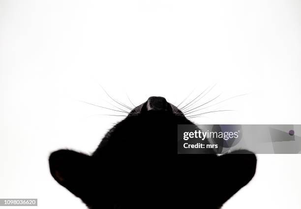 black cat - cat looking down stock pictures, royalty-free photos & images