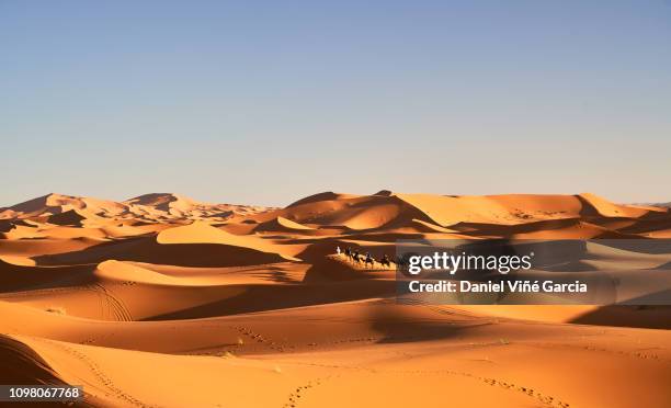 golden dunes in erg chebbi, morocco desert. - sahara　sunrise ストックフォトと画像