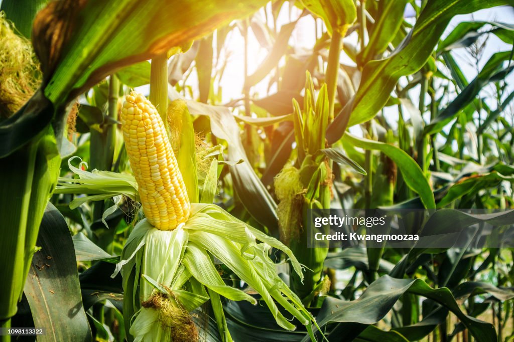Corn cob with green leaves growth in agriculture field outdoor