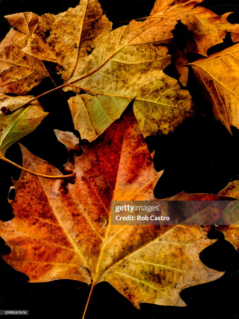 Autumn Leaves of Sycamore