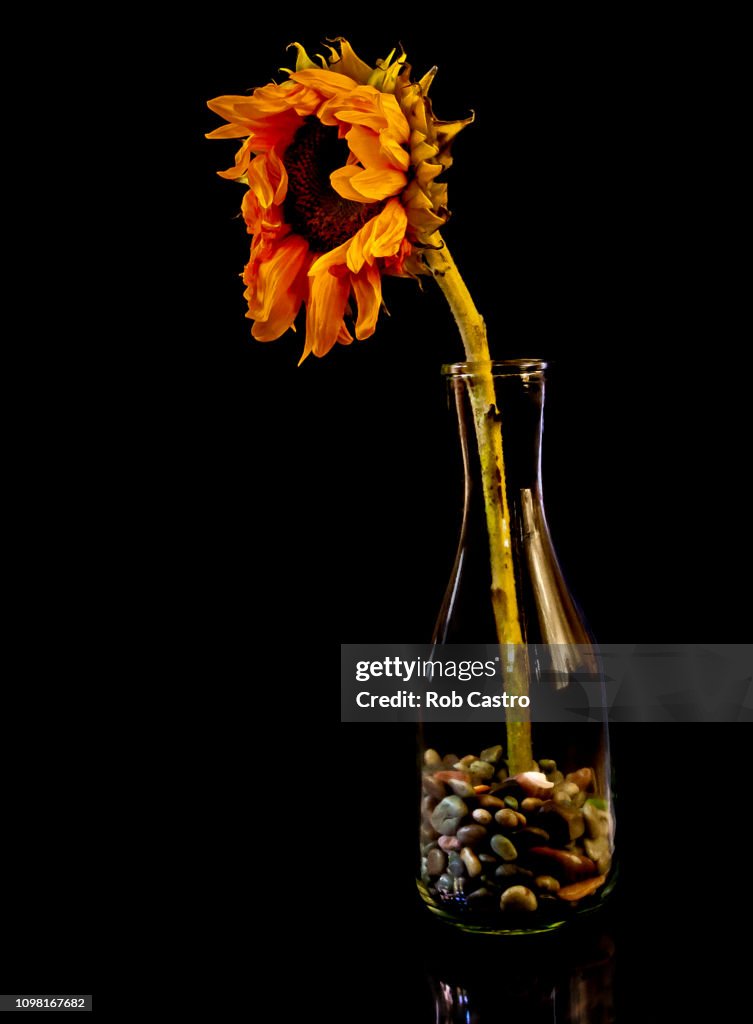 Dead Sunflower on Vase